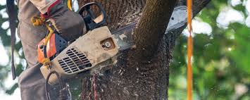 Trusted Firebaugh, CA Tree Care Experts