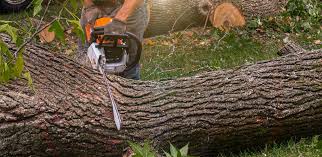 Best Lawn Pest Prevention  in Firebaugh, CA