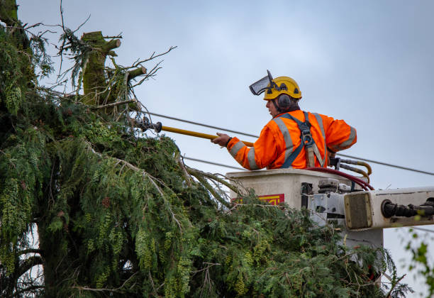 Best Tree Maintenance Programs  in Firebaugh, CA