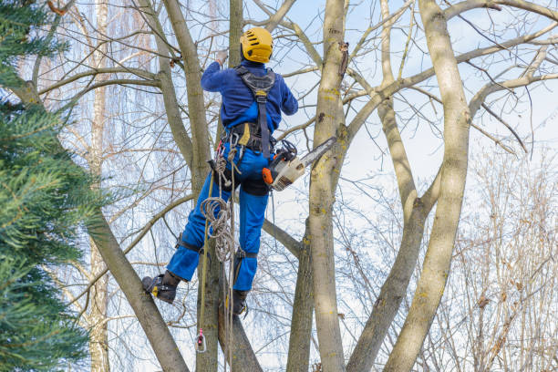 Best Root Management and Removal  in Firebaugh, CA