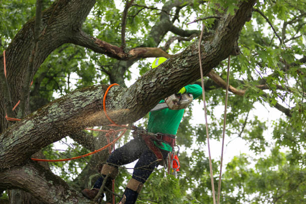 How Our Tree Care Process Works  in  Firebaugh, CA