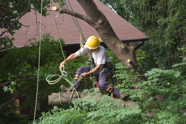 Best Lawn Watering Services  in Firebaugh, CA
