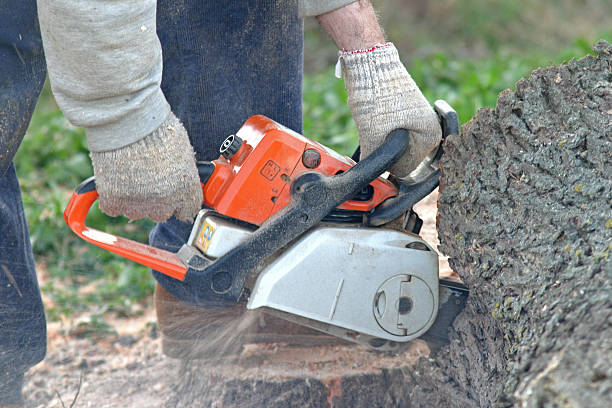 Best Tree Trimming and Pruning  in Firebaugh, CA
