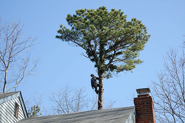 Best Hedge Trimming  in Firebaugh, CA
