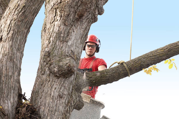 Best Firewood Processing and Delivery  in Firebaugh, CA